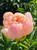 A close-up photo of peony King's Day
