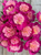 A bouquet of Peony Cora Stubbs