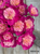 A bouquet of Peony Coral Stubbs