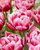 Double Tulip Columbus - 10 Bulbs