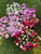 Misc Peony | 2+ Eye Bare Root (Read Description)