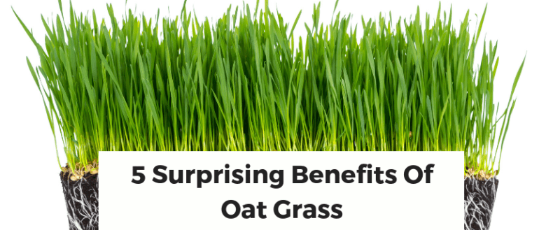 5 Benefits of Sprouted Oat Gras 5 Benefits of Sprouted Oat Gras
