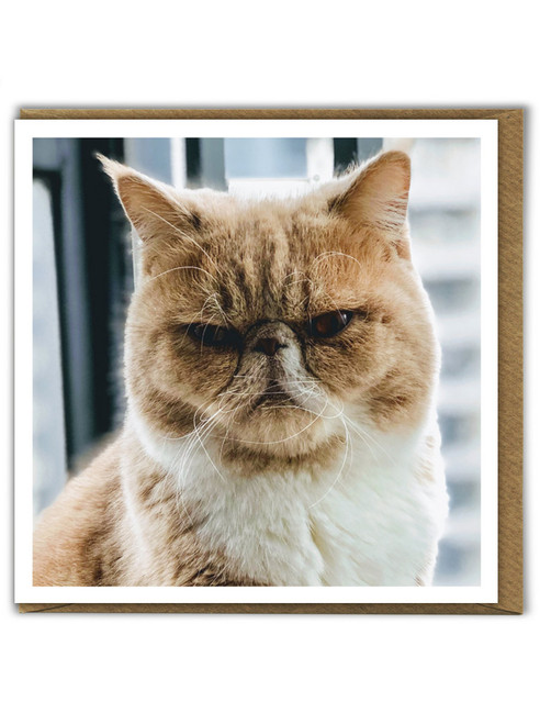 Funny Cat Birthday Card Grumpy Cat