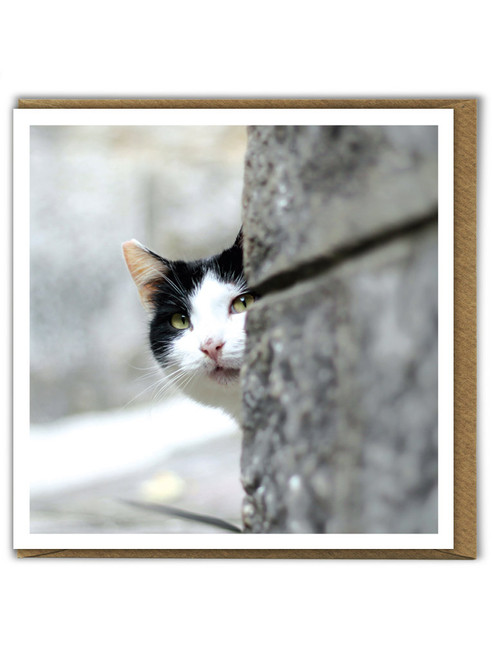 Funny Cat Birthday Card Hide and Seek Cat