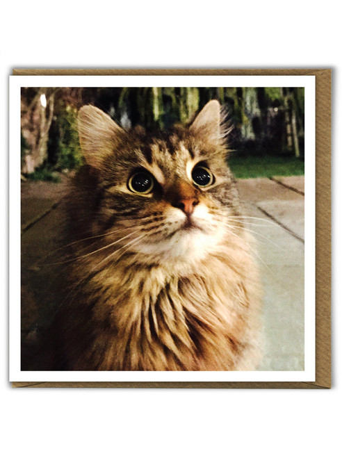 Cute Cat Birthday Card Fluffy