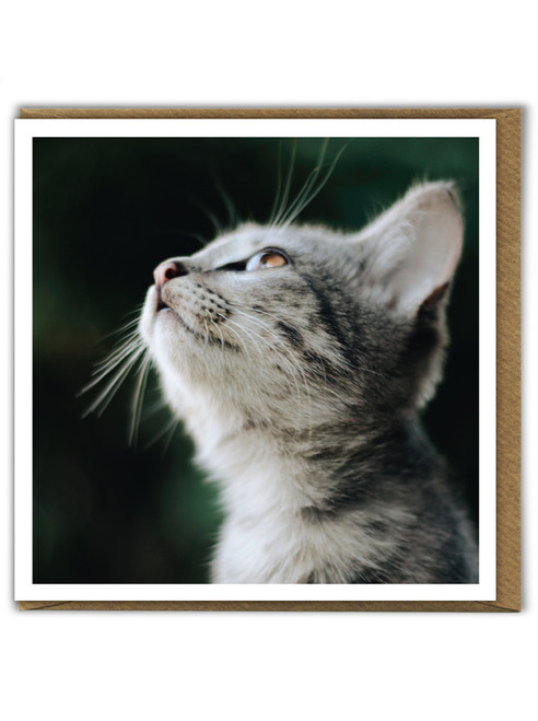 Cute Birthday Card Kitten Looking Up