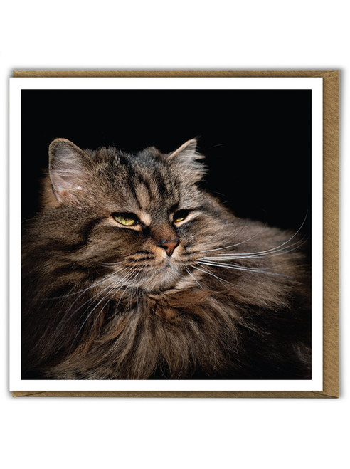 Funny Cat Birthday Card Whiskers