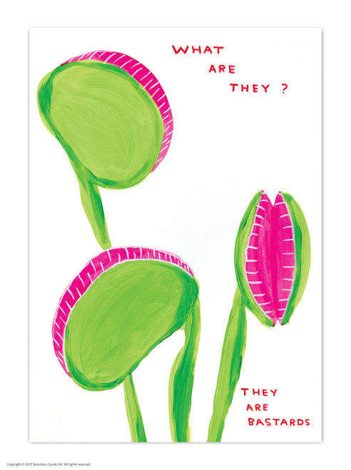 What Are They David Shrigley Postcard