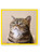 Funny Birthday Card - Grumpy Cat By Brainbox Candy