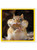 Funny Birthday Card - Peanut Cheeks By Brainbox Candy