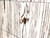 AMALIA 3-DRAWER CHEST BROWN