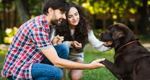 Pet Care: Essential Tips for New Pet Owners