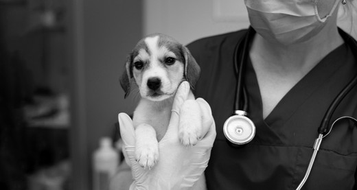 Pet Health and Wellness: Preventive Care and Common Health Issues