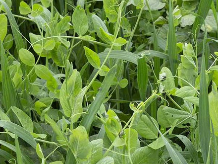 Enrich your soil with Cover Crops