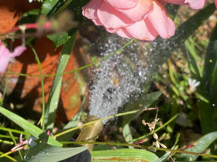 Being waterwise in your garden