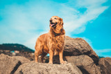 CBD for your PETZ - What you need to know