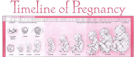Timeline of Pregnancy - In His Hands Birth Supply