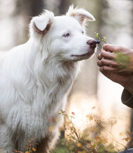 [IE] Understanding and Managing Pet Anxiety: A Guide for Pet Owners