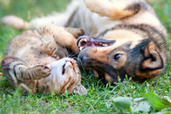 [IE] Signs of Dental Problems in Dogs & Cats: What to Look For and When to Act