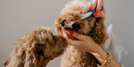 [IE] Dog Dental Cleaning: All You Need to Know