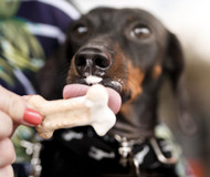 [US]Healthy Frozen Yogurt Dog Treats