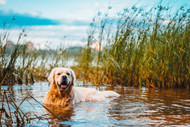 [ES] Verano Seguro: Cómo proteger a tus Mascotas del Calor