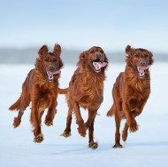 [US] Pet Exercises 2024