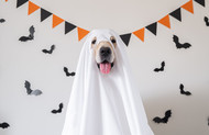 [US] A Guide to Halloween Pet Safety and Treats