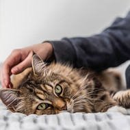 [US] How to Help Your Cat with Hairballs