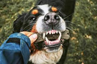 [ES] La importancia de la salud oral en perros: una guía práctica