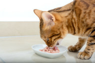 [IE] Refreshing and Healthy Cucumber Tuna Salad for Cats