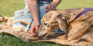 [IE] Find the right ProDen PlaqueOff® product for your dog