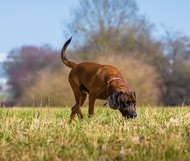 [FR] Vieillir en bonne santé – soins pour animaux de compagnie âgés