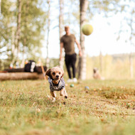 [US] The Essential Guide to Pet Hydration