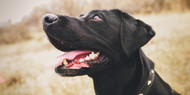 [IE] Understanding and Managing Plaque in Dogs: A Guide for Pet Parents