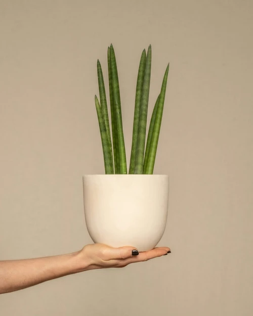 Sansevieria