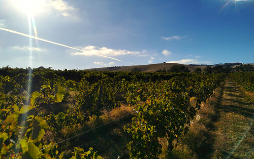 Barossa Cab Sauv block
