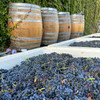 grapes and barrels