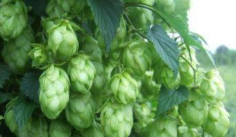 Willamette Hop Rhizome Oak Barrel Winecraft