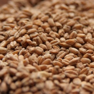 Red Wheat Malt