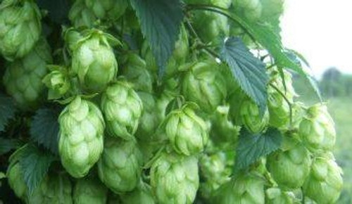 Chinook Hop Rhizome 