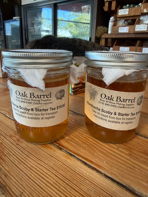 Kombucha Starter Culture