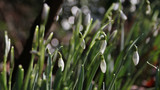 Looking to Spring! The birds and the Beehive.