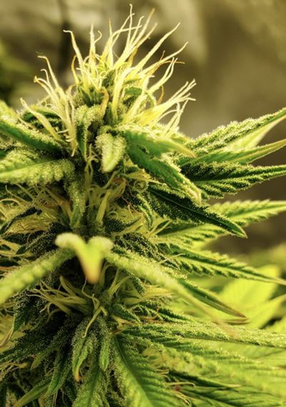The Difference Between CBD vs. THC The Difference Between CBD vs. THC