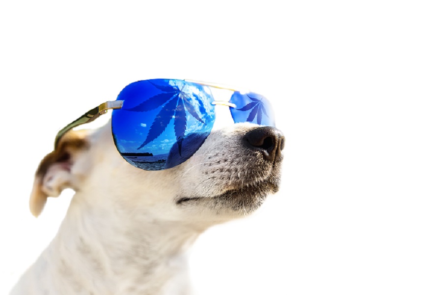 A Comprehensive Guide to CBD For Pets: Is It Healthy?