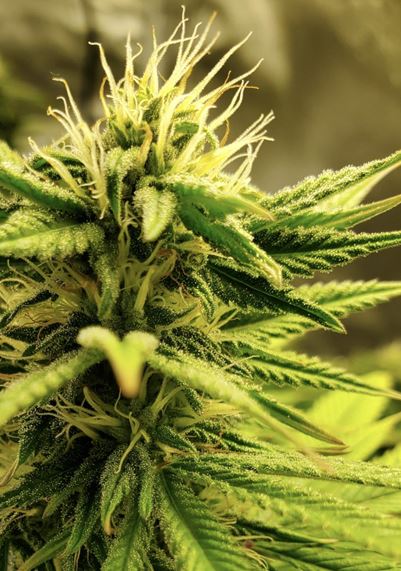 The Difference Between CBD vs. THC