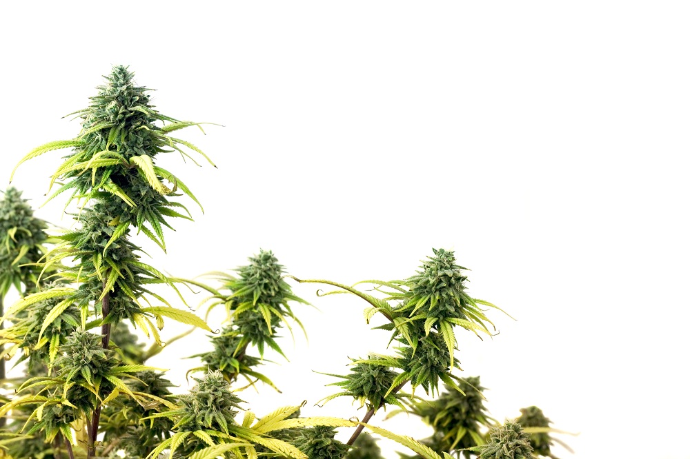 Did You Know We Have Hemp Flower?