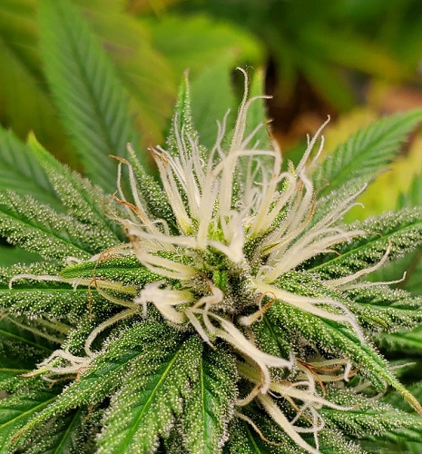 Full Spectrum vs Broad Spectrum CBD Oil