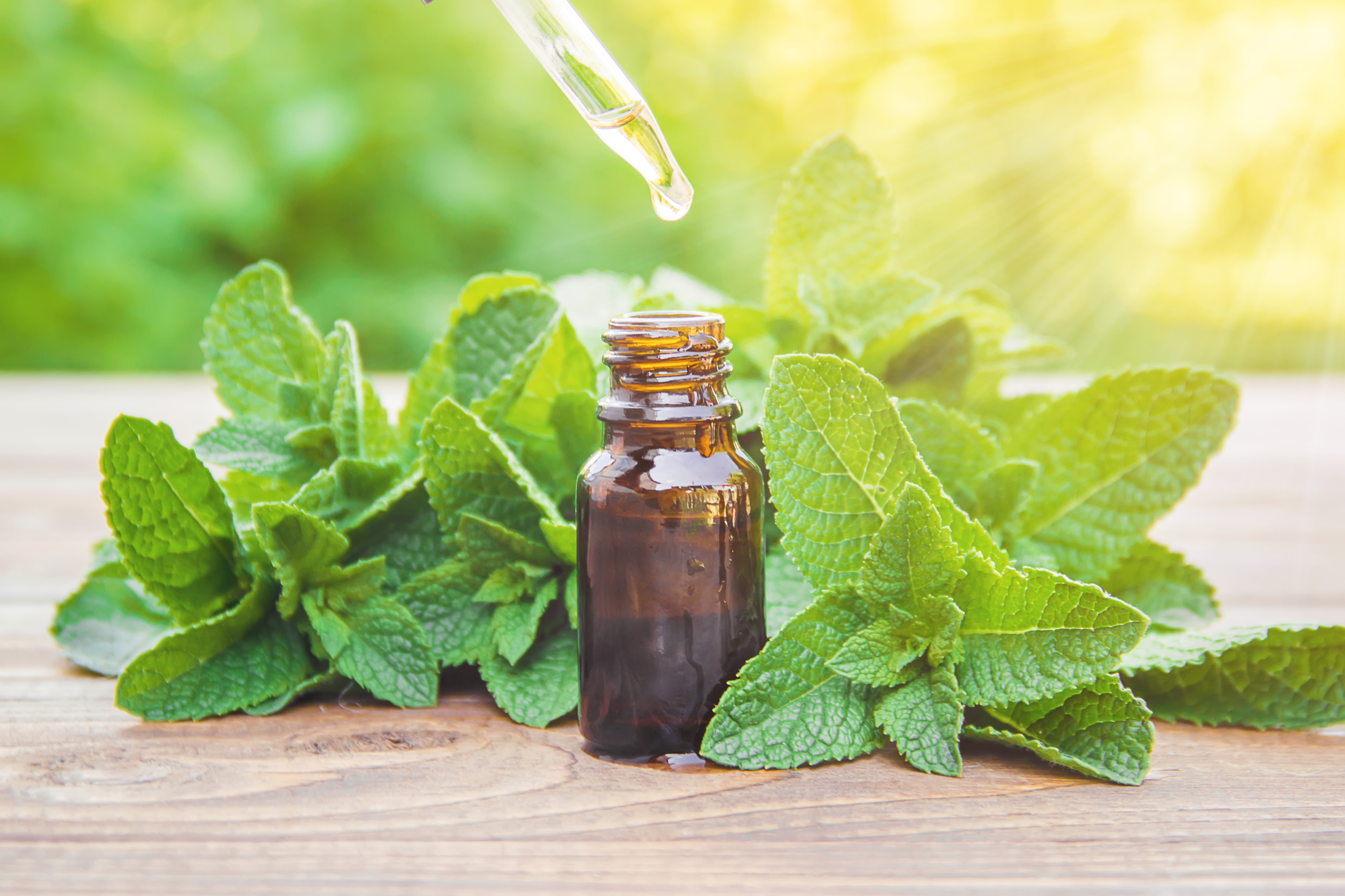 Peppermint CBD Oil - Peppermint CBD Oil Benefits