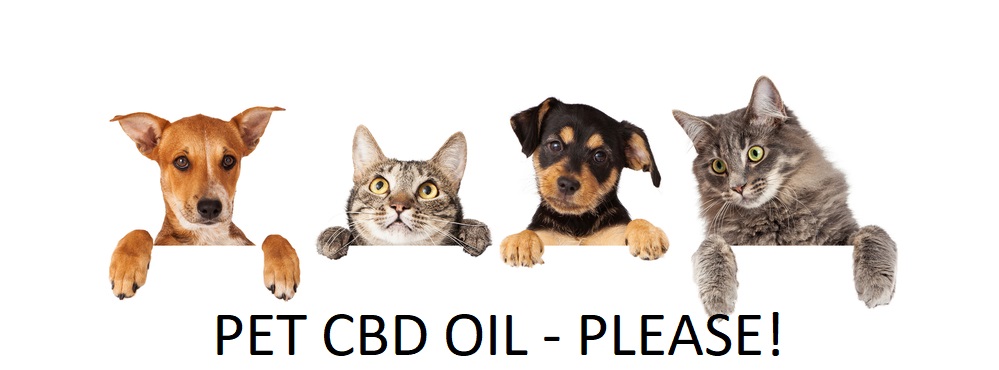 Pet's Need CBD Oil To Chill Too!